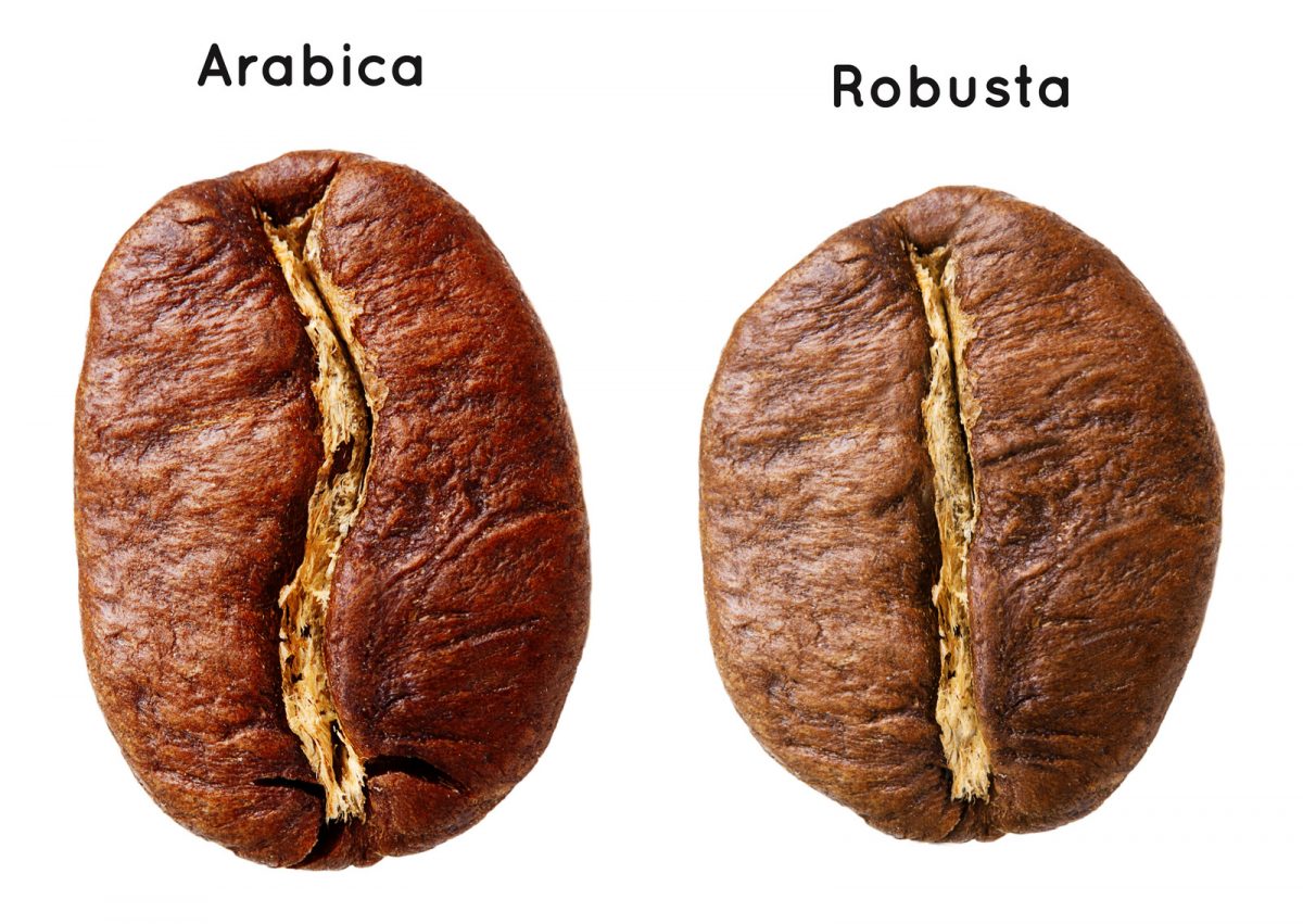 Arabica e Robusta