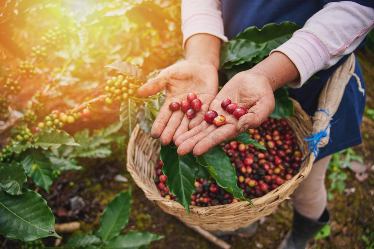 caffè slow food